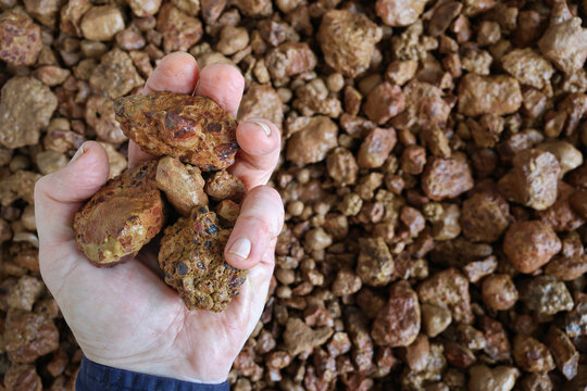 Partially closed hand holding bauxite ore. Mined for production of alumina, from which aluminium (aluminum) is produced