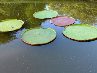 Victoria amazonica floating on pond. Its a species of flowering plant and among the largest in the...