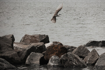 Egret Taking Flight in Penang Beach