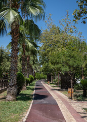 Walking path among trees in the city park
