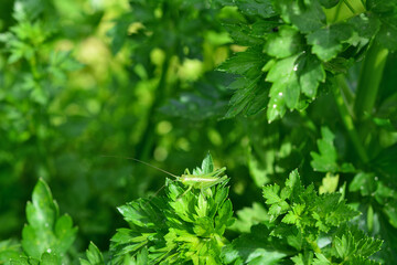 a green grasshopper is standing on a leaf of parsley 