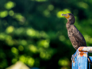 柵にとまるカワウ