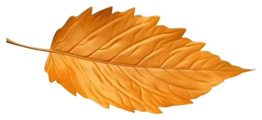 PNG Leaf plant tree fragility.