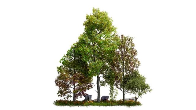 autumn tree group with grass field on white background, 4K footage 3d illustration rendering