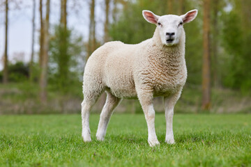 Cute white lamb on meadow