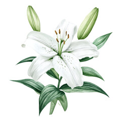 Fototapeta premium Delicate white lily flower surrounded by lush green leaves, perfect for enhancing nature themes in design and artwork.