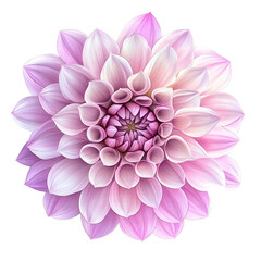 Fototapeta premium A stunning pink dahlia flower with intricate petals, showcasing nature's beauty and elegance in full bloom.