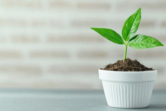 Young green plant growing in white pot on a gray surface against a blurred brick wall background, symbolizing growth and nature.