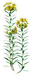 3D Rendering Alstroemeria Flowers on White