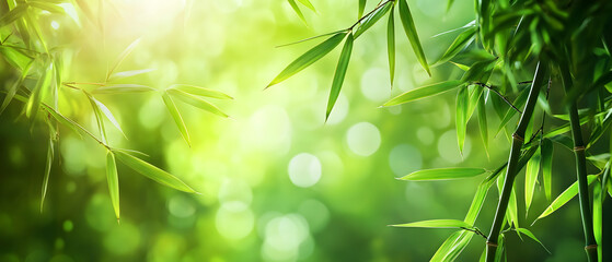 Obraz premium abstract bamboo garden background, frame from bamboo stems and leaves on blurred green background with copy space, sunny nature idyll for spa, vacation, travel and cosmetics