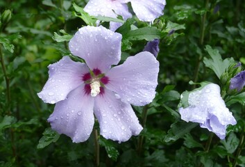Hibiskus nach dem Regen © Gerd