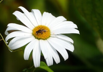 Eine Schwebfliege auf einer Margarite