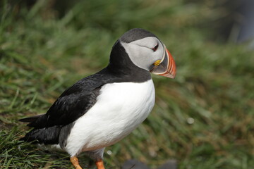 Puffin Iceland
