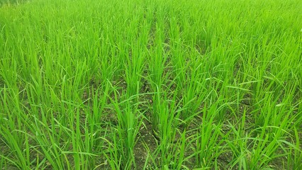 Obraz premium growing rice plant, growing plant, pattern of rice, farm rice agriculture,