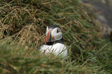 Puffin of Iceland