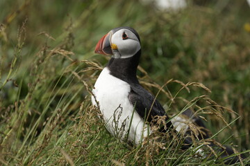 Puffin of Iceland