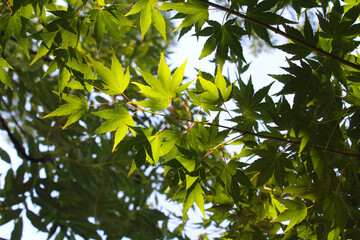 green leaves against the blue sky, background of green leaves