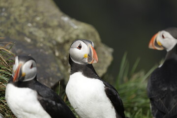 Naklejka premium Puffin of Iceland
