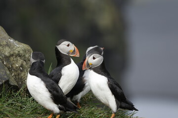 Puffin of Iceland