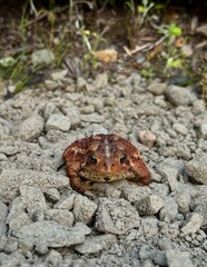 red American toad