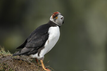 Puffin of Iceland