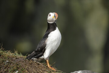 Puffin of Iceland