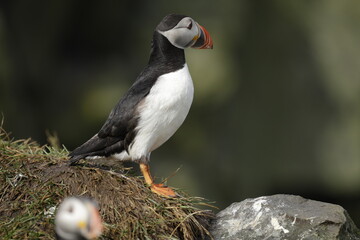 Fototapeta premium Puffin of Iceland