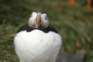 Puffin of Iceland