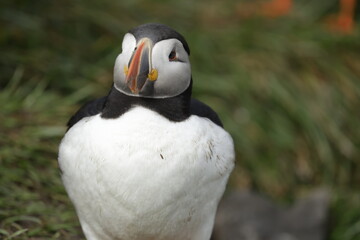 Puffin of Iceland