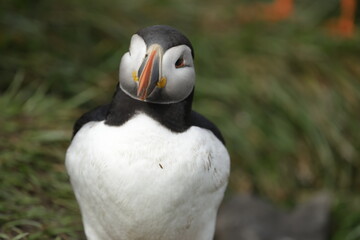 Puffin of Iceland