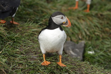 Puffin of Iceland