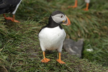 Puffin of Iceland