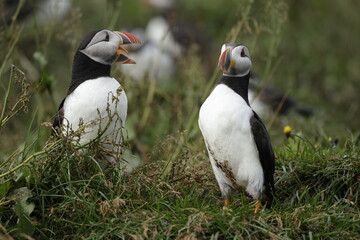 Puffin of Iceland
