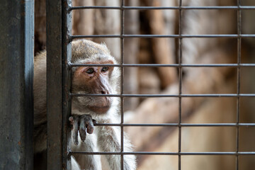 A macaque resting with a thoughtful expression behind bars in a zoo exhibit