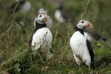 Puffin of Iceland