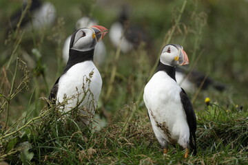 Puffin of Iceland