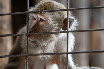 Monkey behind bars in a zoo exhibit observing its surroundings in daylight