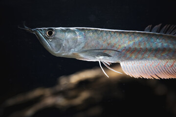 Aaran fish swimming gracefully in a dark aquatic habitat