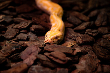 A yellow snake crawls over textured brown bark in a natural habitat setting