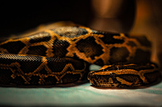 Close-up of a yellow and black python coiled on a surface in low light