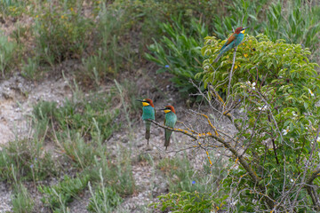 Eine Gruppe Bienenfresser sitzt auf einem kahlen Baum