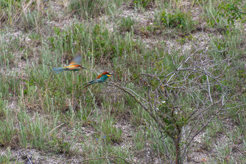 Bienenfresser im Flug