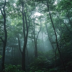 Obraz premium Misty forest scene with tall trees and dense greenery, creating a serene and tranquil atmosphere in nature.