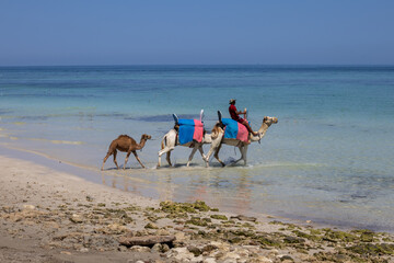 Sea and three camels, Djerba, Tunisia