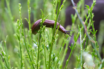 Brown snail crawling on a plant.