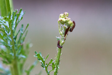 Insects caterpillars on a flower.