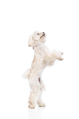 Playful little dog, purebred Maltese pet standing on his hind legs and playing with its owner against white studio background. Concept of grooming cervices and veterinaries, pet lovers, friendship.