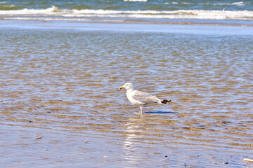 Seagull by the sea on a sunny day.