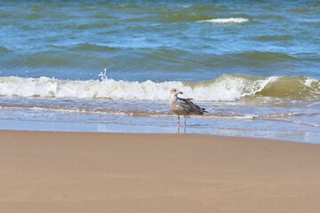 Seagull by the sea on a sunny day.
