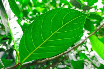 Fress Green jackfruit tree leaves. 